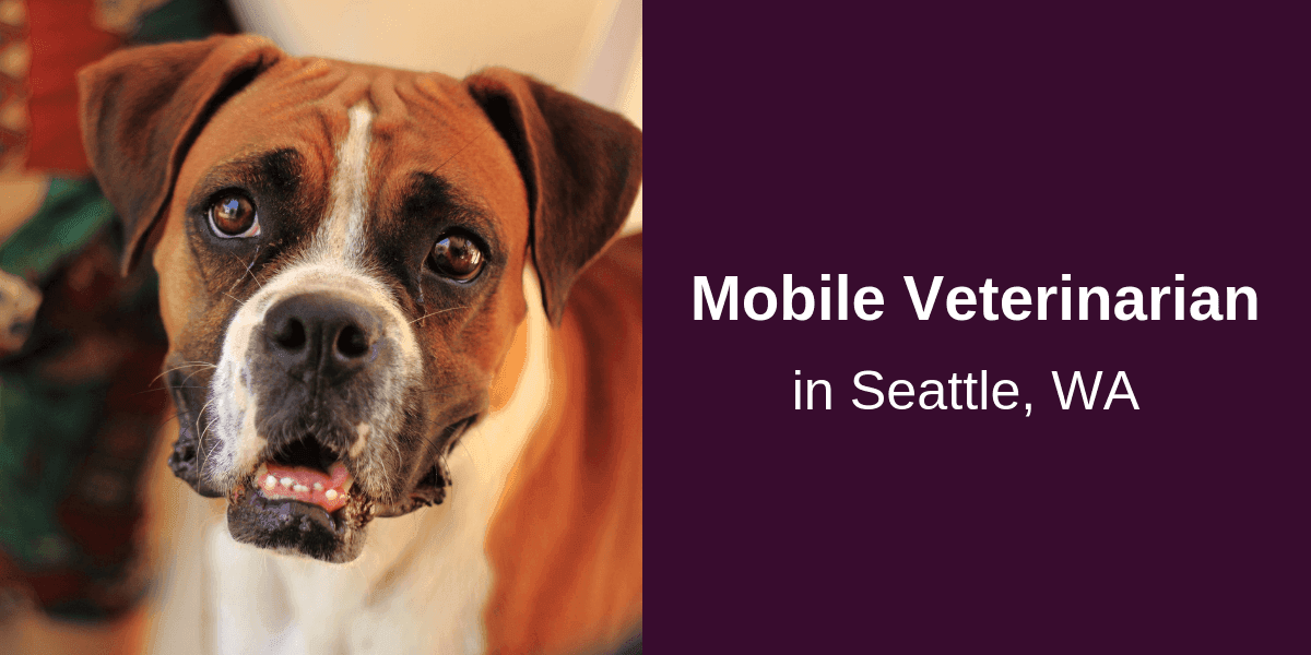 Mobile-Veterinarian-in-Seattle-WA