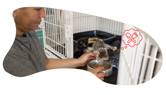Shelter pet receiving mobile veterinary care from At Home Veterinary Services in Seattle