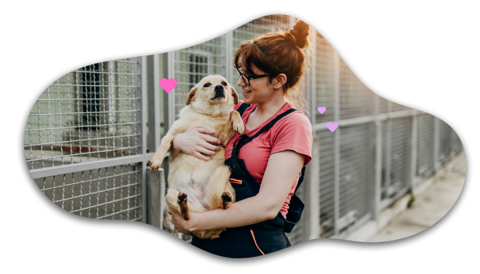 Shelter dog getting brought to a new home with support from At Home Veterinary Services in Seattle, WA
