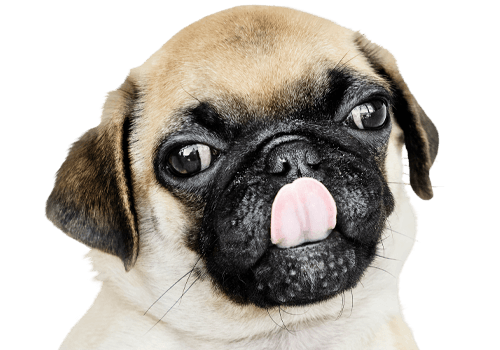 adorable pug puppy portrait