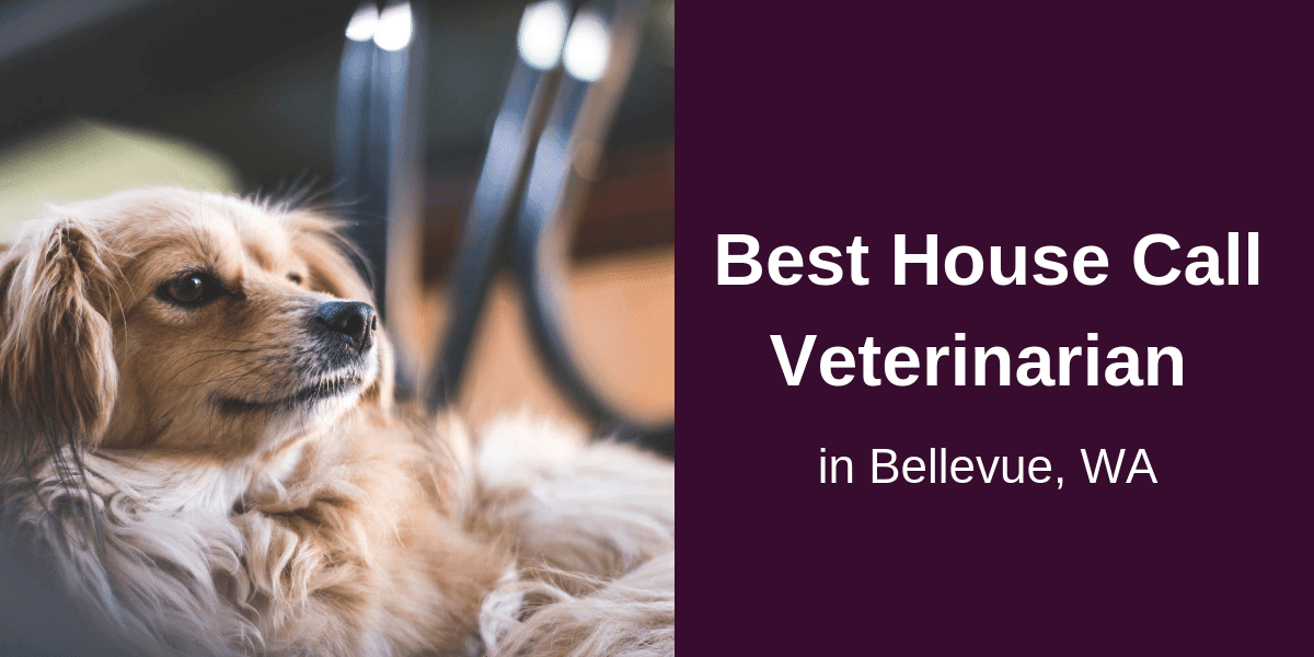 Best-House-Call-Veterinarian-in-Bellevue-W_20191024-230150_1