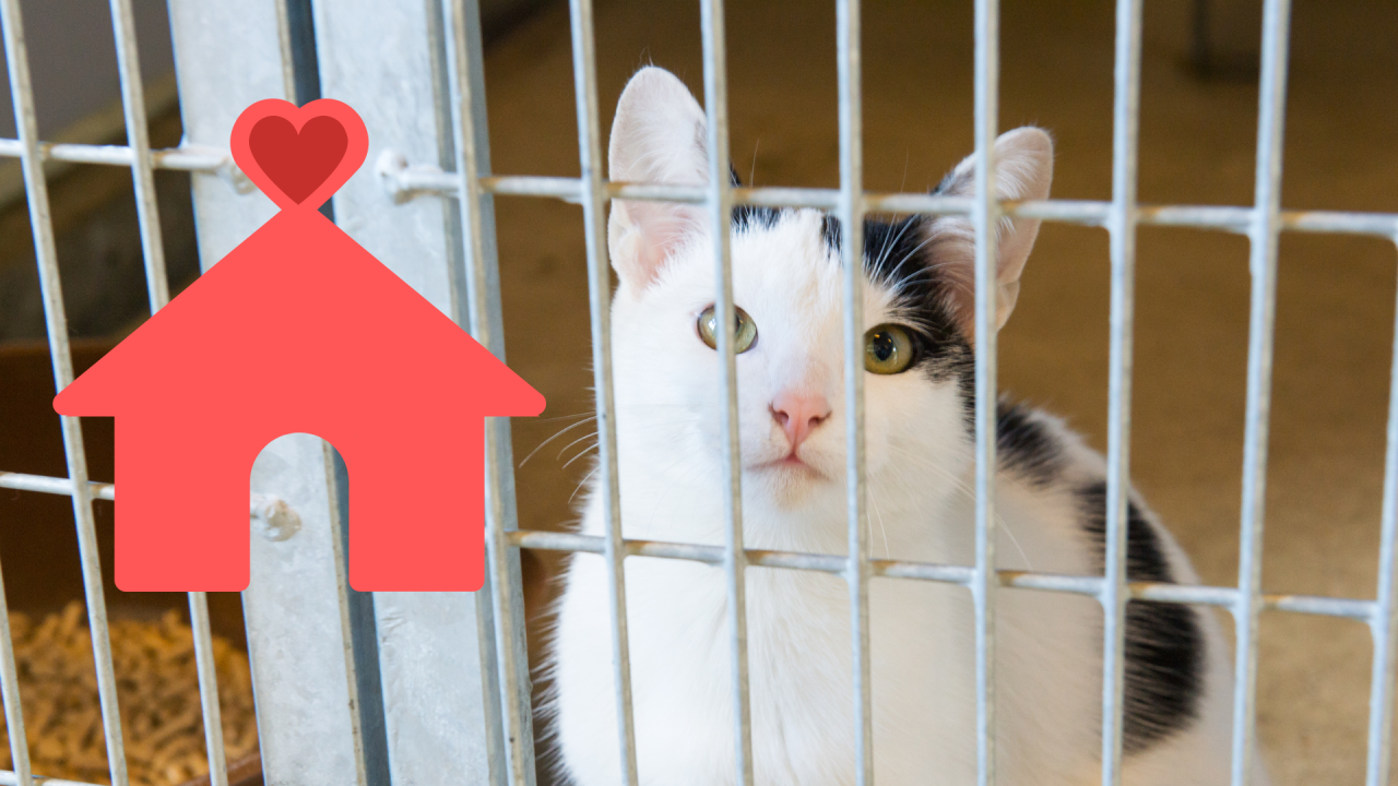 The adoption of a shelter cat witAt Home Veterinary Services in Seattle, WA