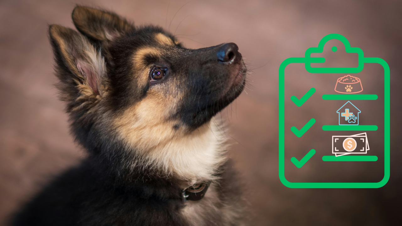 Preparing for a New Puppy with At Home Veterinary Services