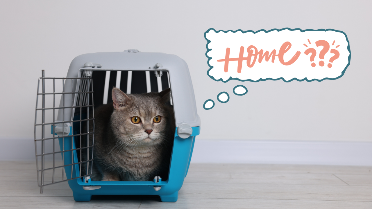 Cat in a carrier representing new pet preparation in Seattle, WA