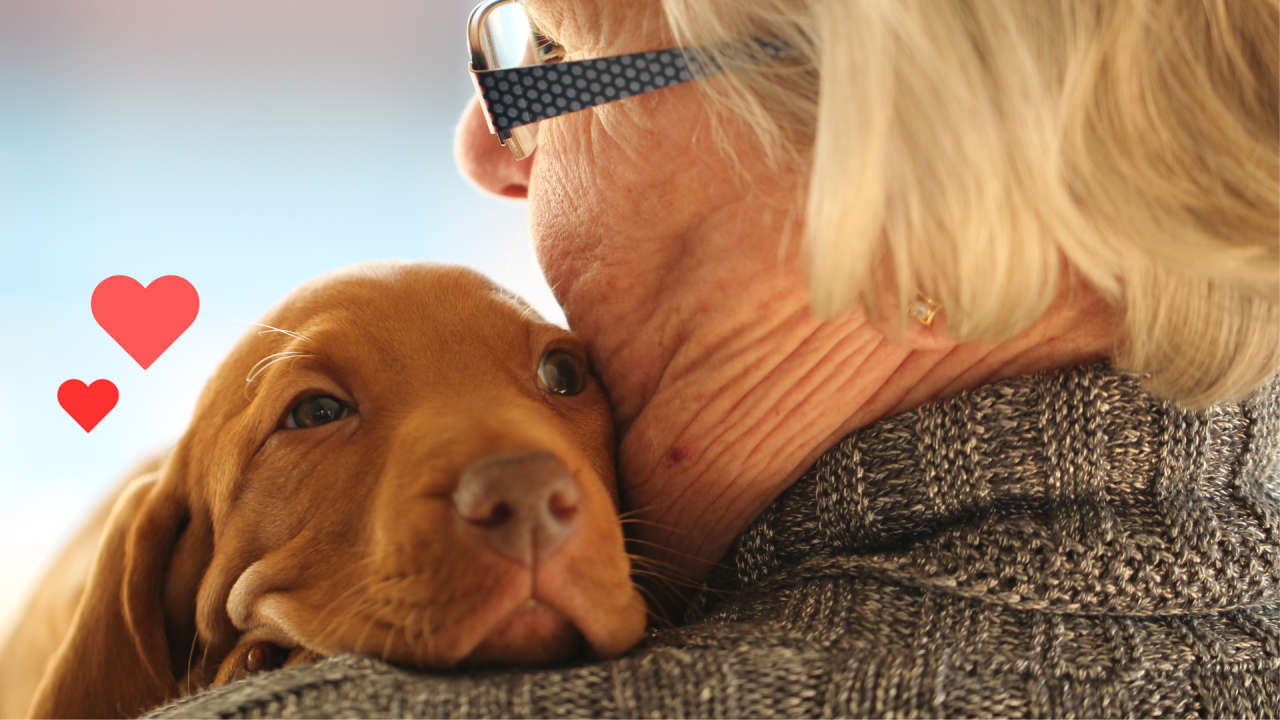 Puppy bonding with an owner with support from At Home Veterinary Services in Seattle, WA