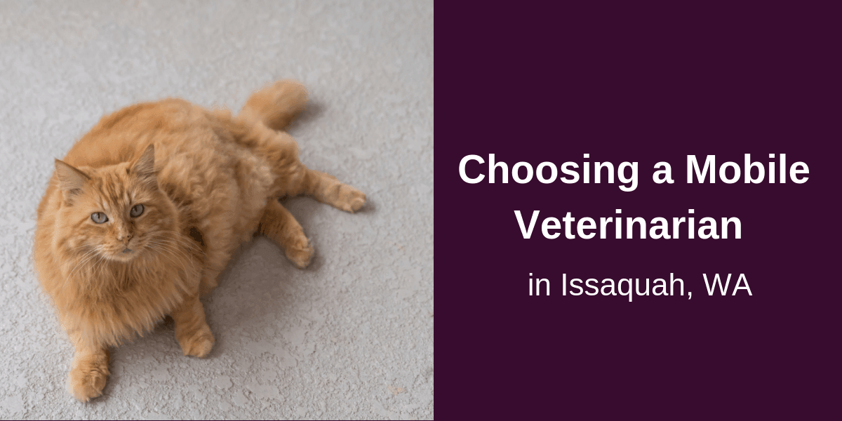 Choosing a Mobile Veterinarian in Issaquah, WA