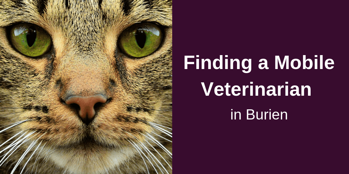 Finding a Mobile Veterinarian in Burien