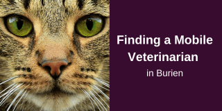 Finding-a-Mobile-Veterinarian