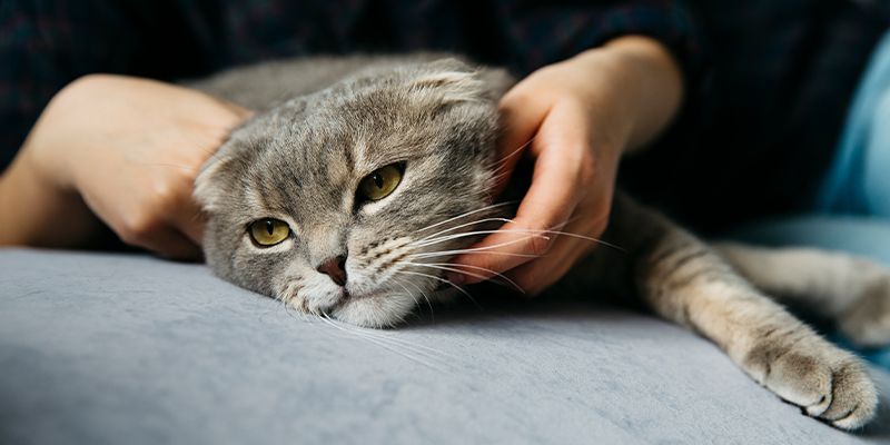 female petting sad lazy cat