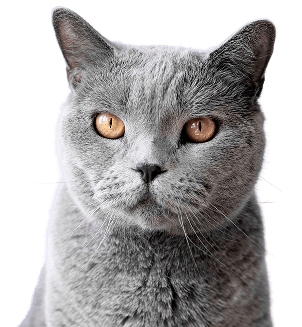 blue british shorthair cat portrait isolated