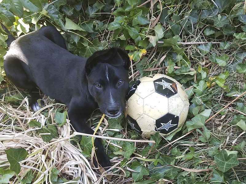 At Home Veterinary Services Mobile Veterinarian Kent WA, Renton WA