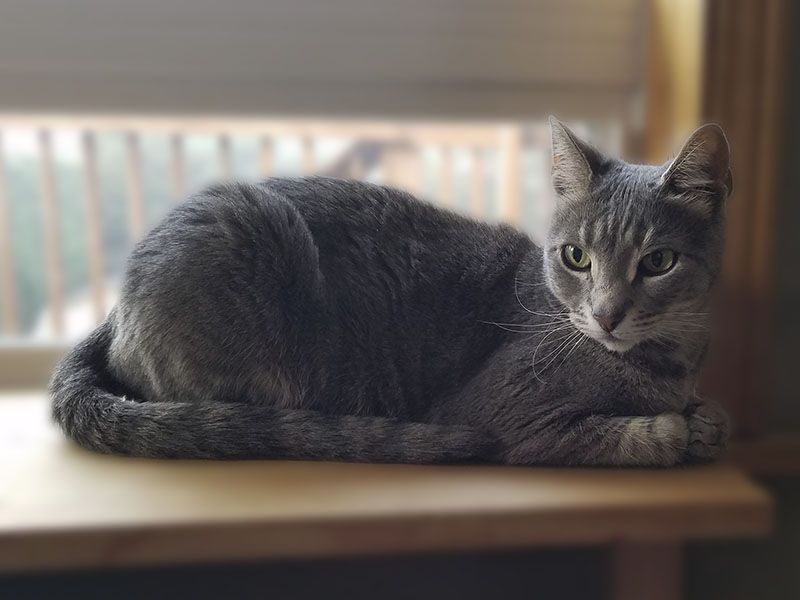 At Home Veterinary Services Mobile Veterinarian Kent WA, Renton WA