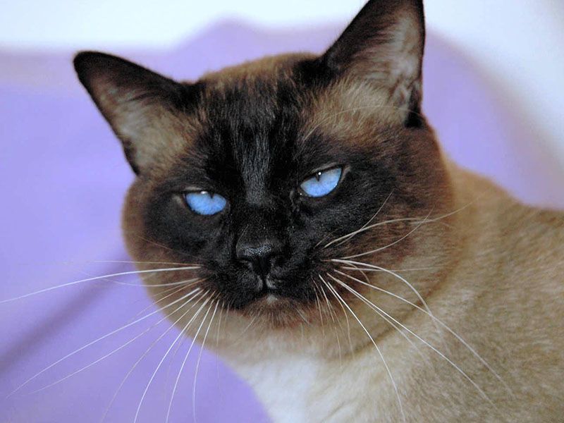 At Home Veterinary Services Mobile Veterinarian Kent WA, Renton WA